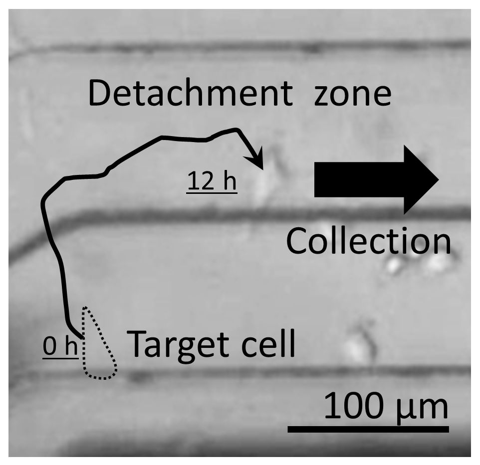 Selection of High-Migration Cancer Cells Using Microfluidic Device