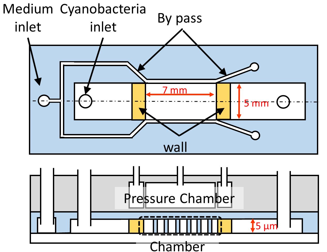 Microfluidic device for the suppression of cell division of cyanobacteria