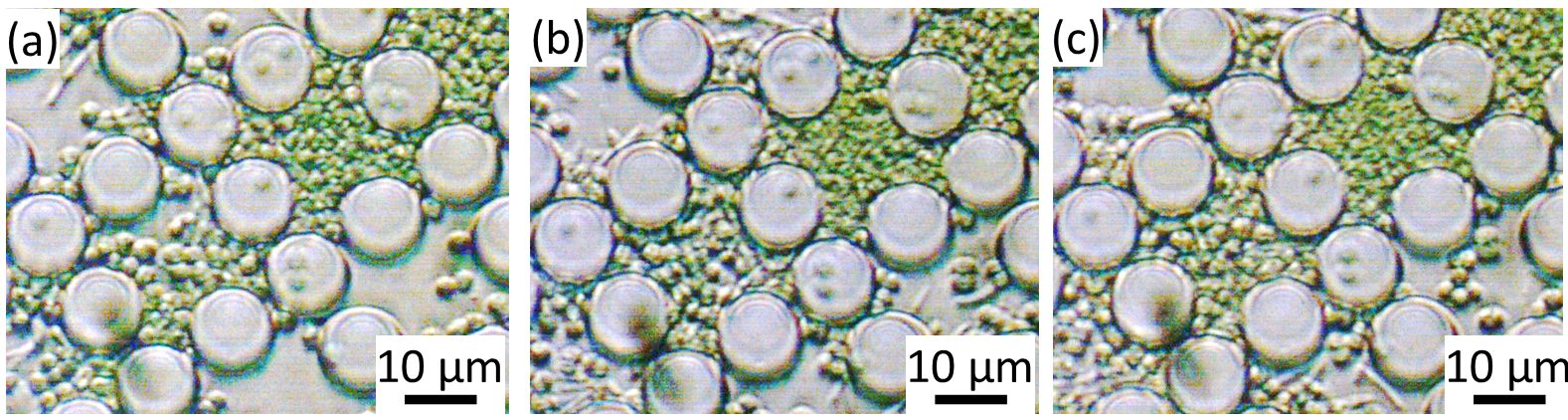 Suppression of cell division of cyanobacteria inside micro pillar arrays
