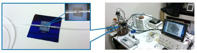 Visualization setup at the nanoscale using MEMS liquid cell and electron microscopy